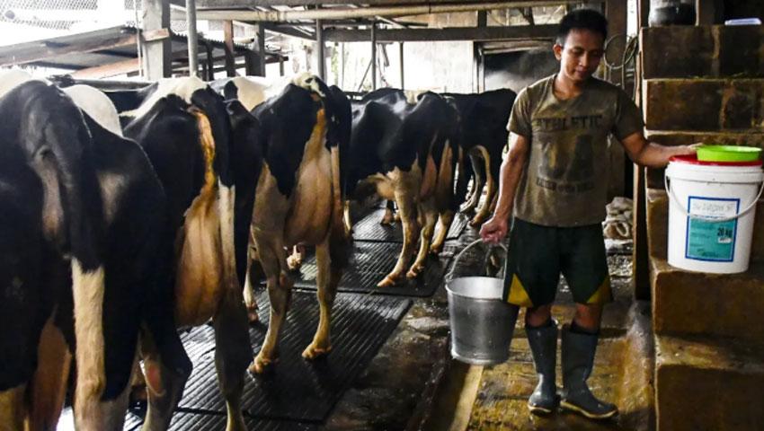 Bahan Baku  Pasok Bahan Baku MBG, ID FOOD Serap Produk Pertanian dan Peternak Lokal